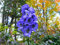 200 Monkshood Seeds (Blauer Eisenhut) weltweit giftigste Pflanze, tödliche Schönheit!