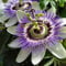 Passionsblume (Passiflora caerulea) - Mehrjärige Kletterpflanze, Winterhart & Immergrün - 1,5 Liter Topf | ClematisOnline Kletterpflanzen