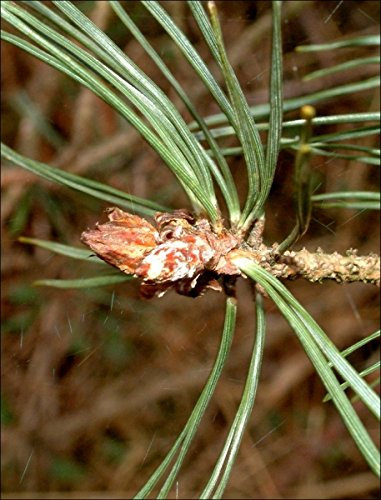 Mueller Muenchehof Pflanzen GmbH Kiefer im 10er Bündel - 5 jährig