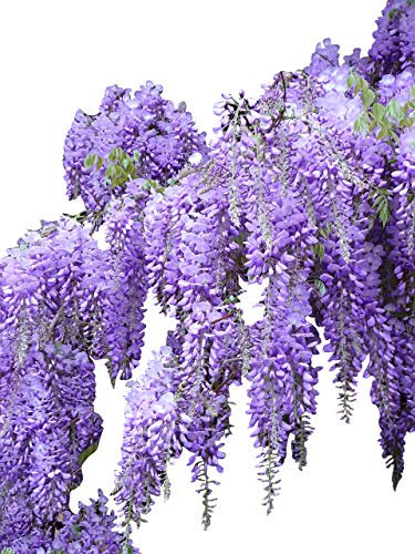 1000 Samen Blauregen >Wisteria sinensis< (Schöne blühende Kletterpflanze Winterhart)