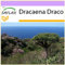 SAFLAX - Albero del drago - 5 semi - Dracaena Draco