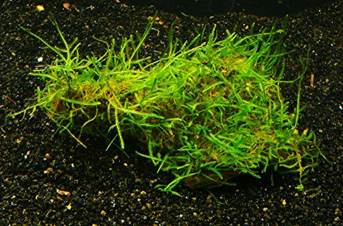 Zoomeister - Nano-Wurzel mit Javamoos bewachsen - ca. 5cm