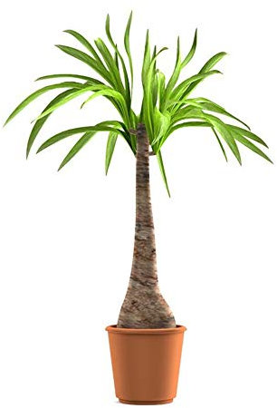 Beaucarnea recurvata - 10 Samen - Elefantenfuß, Wasserpalme, Flaschenbaum -