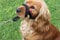 L&J Pets Uk Anti-Zieh-Trainings-Halfter für Hunde, gepolstert (4 - Schwarz)