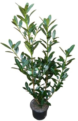 10x Kirschlorbeer, Prunus Genolia® 60-80 - immergrün - Heckenpflanzen | Dichte Sichtschutzhecke, Winterhart, Pflegeleicht, Topfpflanzen
