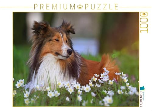 CALVENDO Puzzle EIN Motiv aus dem Kalender Wir lieben Shelties | 1000 Teile Lege-Größe 64 x 48 cm Foto-Puzzle für glückliche Stunden