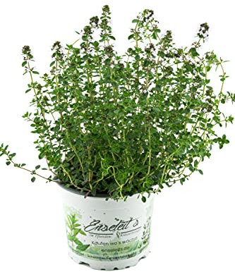 Planta De Limón Tomillo, Tomillo Limón, Thymus citriodorus, Planta Fresca de Mercado