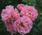 Bodendeckerrose Sommerwind im 4 Liter Rosentopf