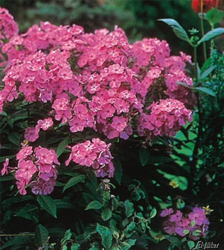 Edelphlox Landhochzeit - Phlox paniculata - zweifarbiger Blickfang - duftend, als Schnittblume geeignet