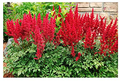Potted 1 Litre Astilbe Arendsii Fanal Summer Flowering Red Garden Perennial Plant : - by GARTHWAITE NURSERIES® : - UK Stockist