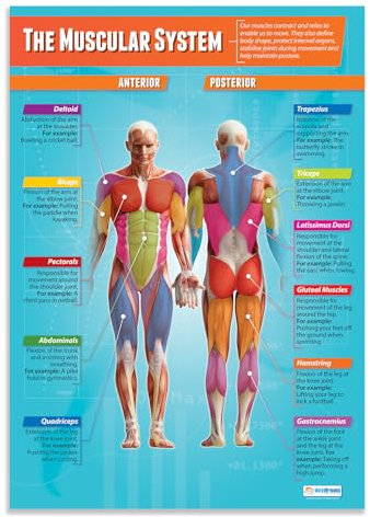 Daydream Education Lernposter „The Muscular System“ (Das Muskelsystem) für den Sportunterricht, Hochglanzpapier, 850 mm x 594 mm (A1) – in englischer Sprache