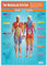 Daydream Education Lernposter „The Muscular System“ (Das Muskelsystem) für den Sportunterricht, Hochglanzpapier, 850 mm x 594 mm (A1) – in englischer Sprache