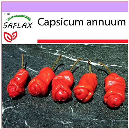 SAFLAX - Peperoncino Peter Peppers Penis - 10 semi - Capsicum annuum
