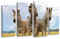 wandmotiv24 Leinwandbild Zebratrio LW28 Wandbild, Bild auf Leinwand, 4 Teile, 180x100cm, Kunstdruck Canvas, XXL Bilder, Keilrahmenbild, fertig aufgespannt, Bild, Holzrahmen, Steppe, Zebra, Afrika,