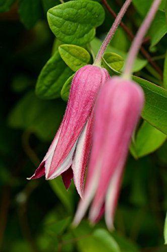 Clematis 'Princess of Wales'