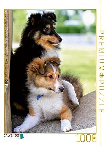 CALVENDO Puzzle EIN Motiv aus dem Kalender Shelties Herzensbrecher auf 4 Pfoten | 1000 Teile Lege-Größe 48 x 64 cm Foto-Puzzle für glückliche Stunden