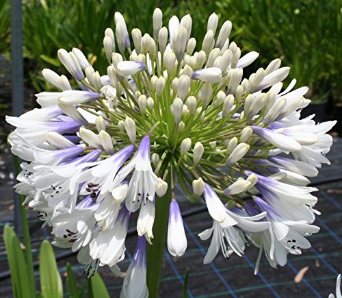 Agapanthus Queen Mum Perennial Plant White and Violet Blue Flowers 2 Litre Pot