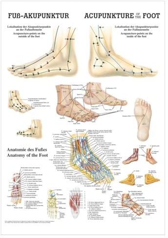 Sport-Tec Fuß-Akupunktur Mini-Poster Anatomie 34x24 cm medizinische Lehrmittel