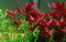 Tropica Aquarium Pflanze Ludwigia repens 'Rubin Nr.033D Wasserpflanzen Aquarium Aquariumpflanzen