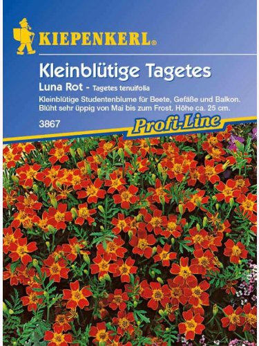 Kiepenkerl Tagetes tenuifolia Luna Rot