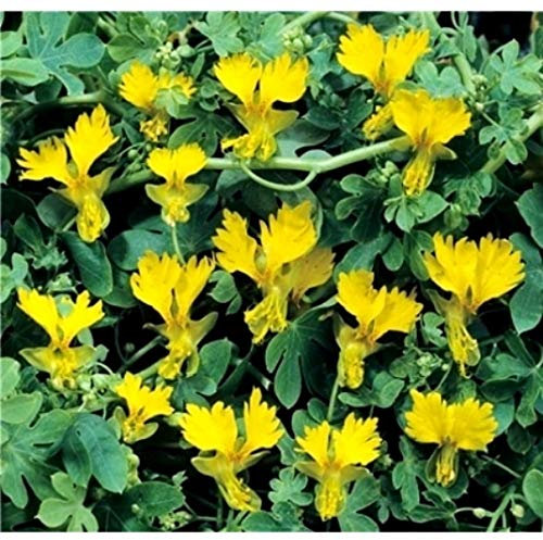 PREMIER SEEDS DIRECT - Nasturtium PEREGRINUM Climbing - Canary Creeper - 60 Seeds