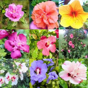 50 MIXED COLORS ROSE OF SHARON HIBISCUS Syriacus Flower Tree Bush Shrub Seeds Mix *Comb S/H by Seedville