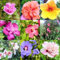50 MIXED COLORS ROSE OF SHARON HIBISCUS Syriacus Flower Tree Bush Shrub Seeds Mix *Comb S/H by Seedville