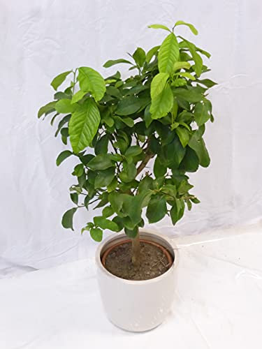 [Palmenlager] - Citrus Limon 80/100 cm/Echter Zitronenbaum mit Früchten/Zitrone