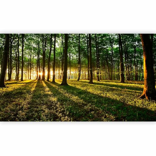 murando - Fototapete XXL Waldlandschaft 500x280 cm - Foto Tapete Schlafzimmer Wohnzimmer Moderne Vliestapete XXL Wandtapete Motivtapeten Bildtapete 3d Effekt Wand Dekoration - Natur Landschaft Bäume
