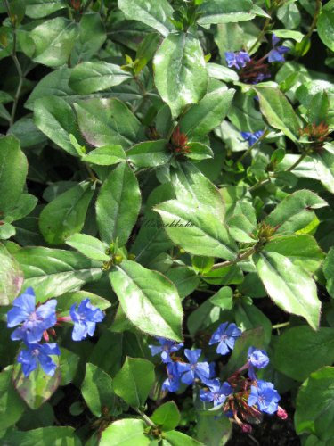 Staudenkulturen Wauschkuhn Ceratostigma plumbaginoides - Bleiwurz, Bunge - Staude im 9cm Topf