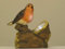 Dapo LED-Solar-Außen-Garten-Figur-Leuchte-Lampe BAUMSTAMM Vogel, IP44, Maße: 12 x 7 x 13 cm, Mauer-Fensterbank-Treppen-Terrassen-Balkon-Leuchte-Lampe
