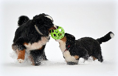 jw Pet Hol-ee Roller Hundespielzeug aus Gummi, Größe 20,3 cm, Größe Jumbo