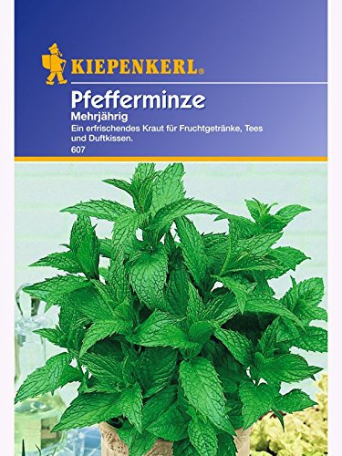 Pfefferminze mehrjährig