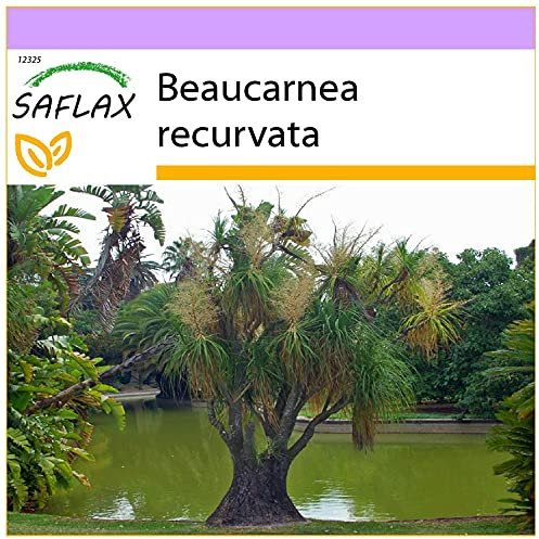 SAFLAX - Elefantenfuß/Flaschenbaum - 10 Samen - Beaucarnea recurvata