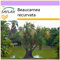 SAFLAX - Elefantenfuß/Flaschenbaum - 10 Samen - Beaucarnea recurvata