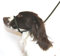 Dog & Field Figure 8 Anti-Pull Lead/Halter/Head Collar/Harness (Olive Green)