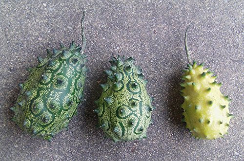 Kiwano, Die Afrikanische Horngurke oder Hornmelone 20 Samen