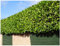 25 Cherry Laurel Fast Growing Evergreen Hedging Plants 30-50cm Tall Potted 3fatpigs®