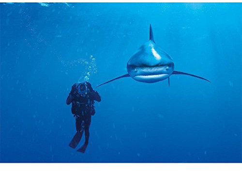 Clementoni 39303.9 - National Geographic 1000 T Whitetip Hai, Klassische Puzzle