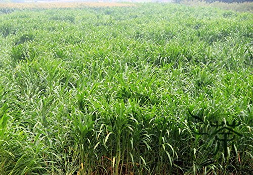 Nueva variedad de Purús frumentum Semillas, Semillas 200pcs familia Poaceae Zea mexicana Schard forrajeras, semillas de hierba maíz mexicano Adaptabilidad