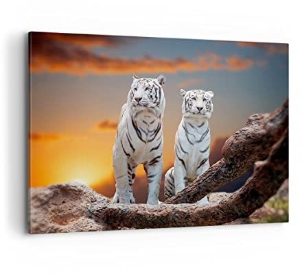 Bilder auf Leinwand 100x70cm Leinwandbild Tiger weiß Rock Sonnenuntergang Groß Wanddeko Bild Schlafzimmer Deko Wandbilder Dekoration Wohnzimmer Wall Decor Canvas Wand Kunstdruck Art AA100x70-2901