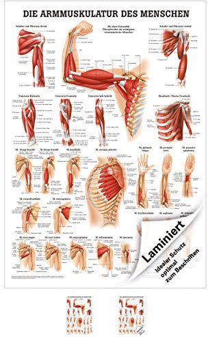 Rüdiger Armmuskulatur Poster Anatomie 70x50 cm medizinisches Lehrmittel