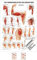 Rüdiger Armmuskulatur Poster Anatomie 70x50 cm medizinisches Lehrmittel