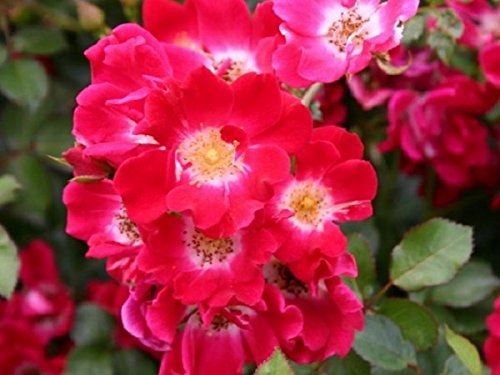 Müller Münchehof GmbH Bodendeckerrose in div. Farbnuancen – im Topfballen Farbe Gelb