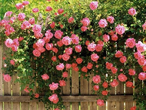 Rosa-Samen, Kletterrose, Rosa, für Kletterpflanzen, 5 Stück