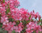 Nerium Oleander Rosenlorbeer rosa blühend 10 Samen
