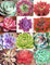 COLOR ECHEVERIA Mischung, seltene exotische saftiges HEN & CHICKS seed Blüte -20 Samen