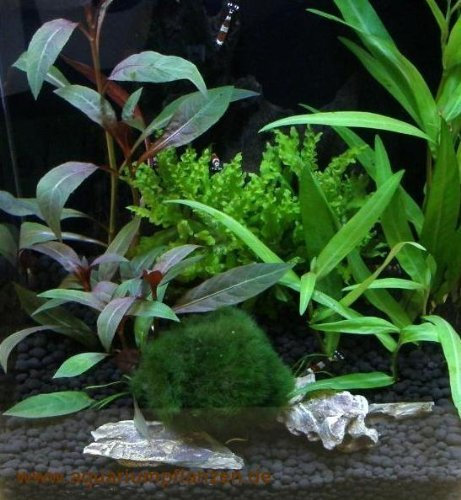 Nano 2, Wasserpflanzen Set für Nanoaquarium 15-25l