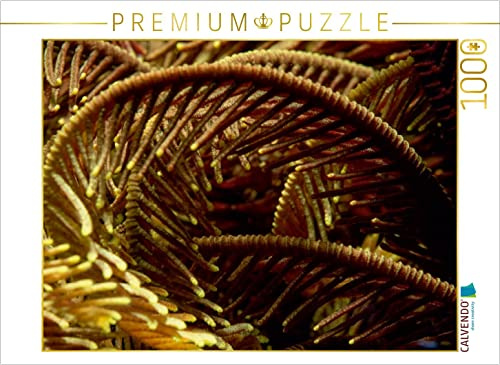 CALVENDO Puzzle Federstern | 1000 Teile Lege-Größe 64 x 48 cm Foto-Puzzle für glückliche Stunden