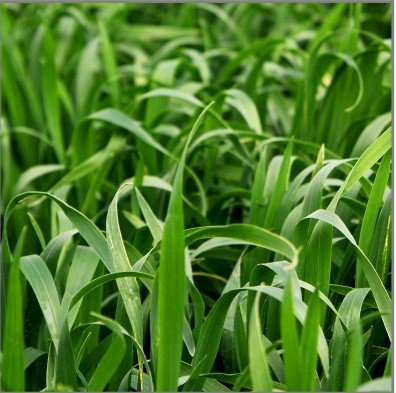 Barley Grass Seed – UK Grown, Regeneratively Farmed | Chemical-Free, Ideal for Juicing, Pets, and Barley Green Powder | from Brow Farm, Lancashire (1kg)